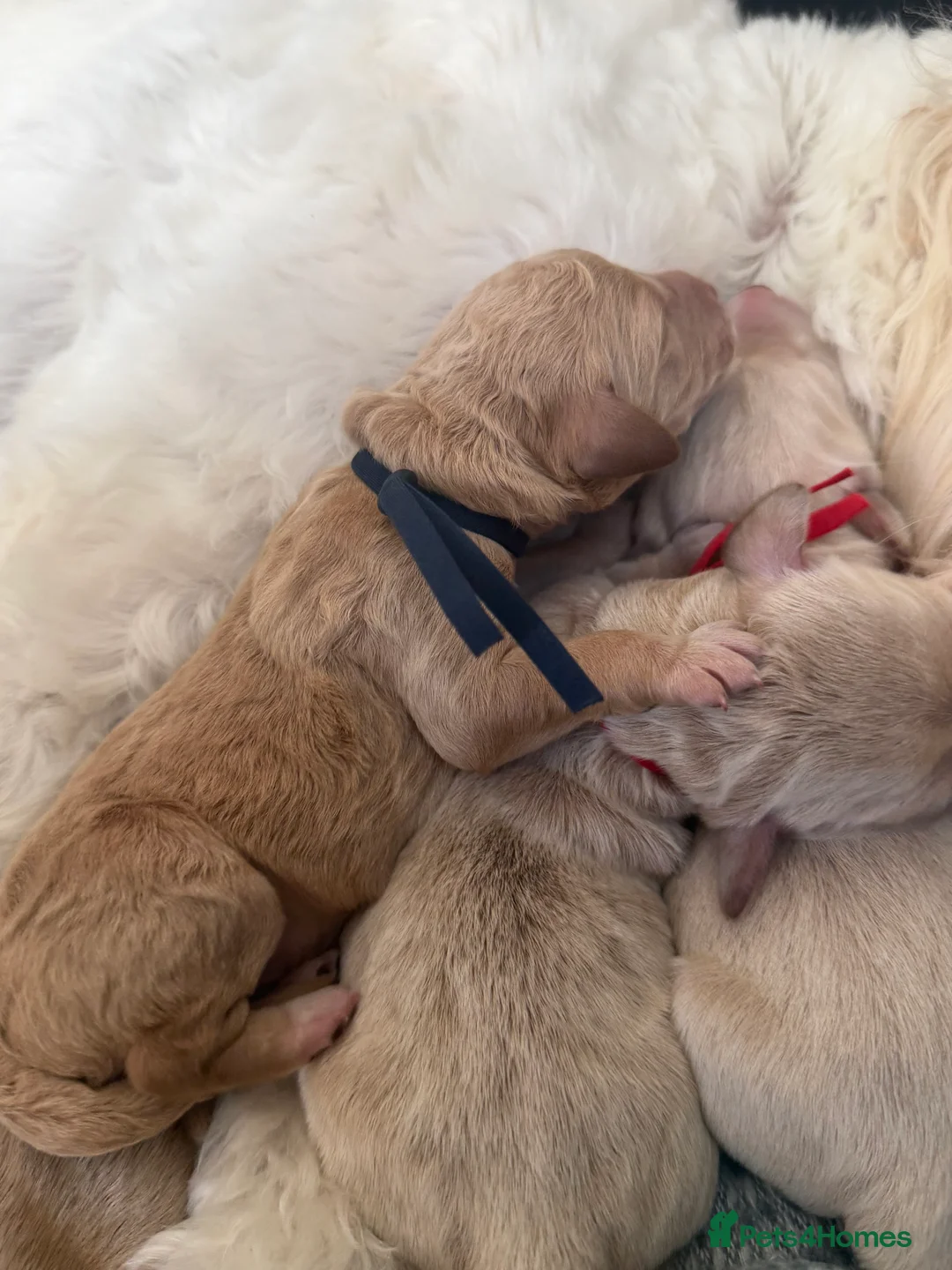 Goldendoodle dogs for sale: Beautiful Goldendoodle Puppies Available  - Advert 1