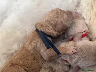 Goldendoodle dogs Beautiful Goldendoodle Puppies Available - Advert 2