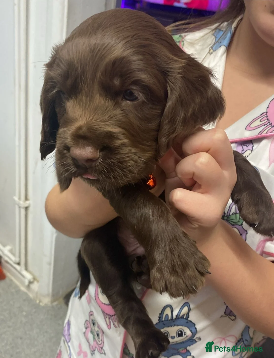 Cockapoo dogs for sale: (LAST BOY) Beautiful litter of 2 boys 2 girls - Advert 6