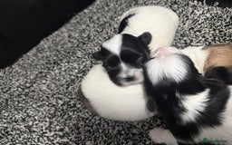 Maltipoo dogs for sale: Stunning Tiny Korean Maltipoo’s PRA clear 🧬  - Image 7