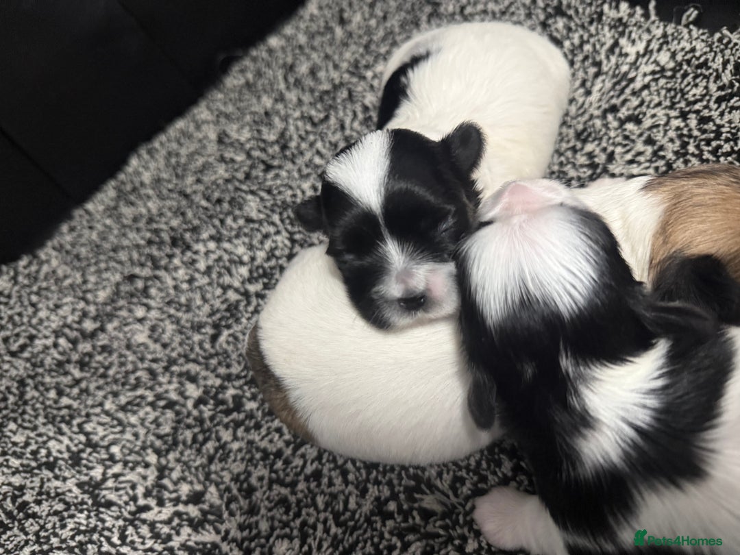Maltipoo dogs for sale: Stunning Tiny Korean Maltipoo’s PRA clear 🧬  - Image 7
