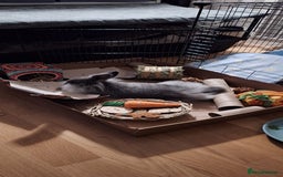 Mixed Breed rabbits for sale: Netherland dwarf and swiss fox mix breed bunny - Advert 4