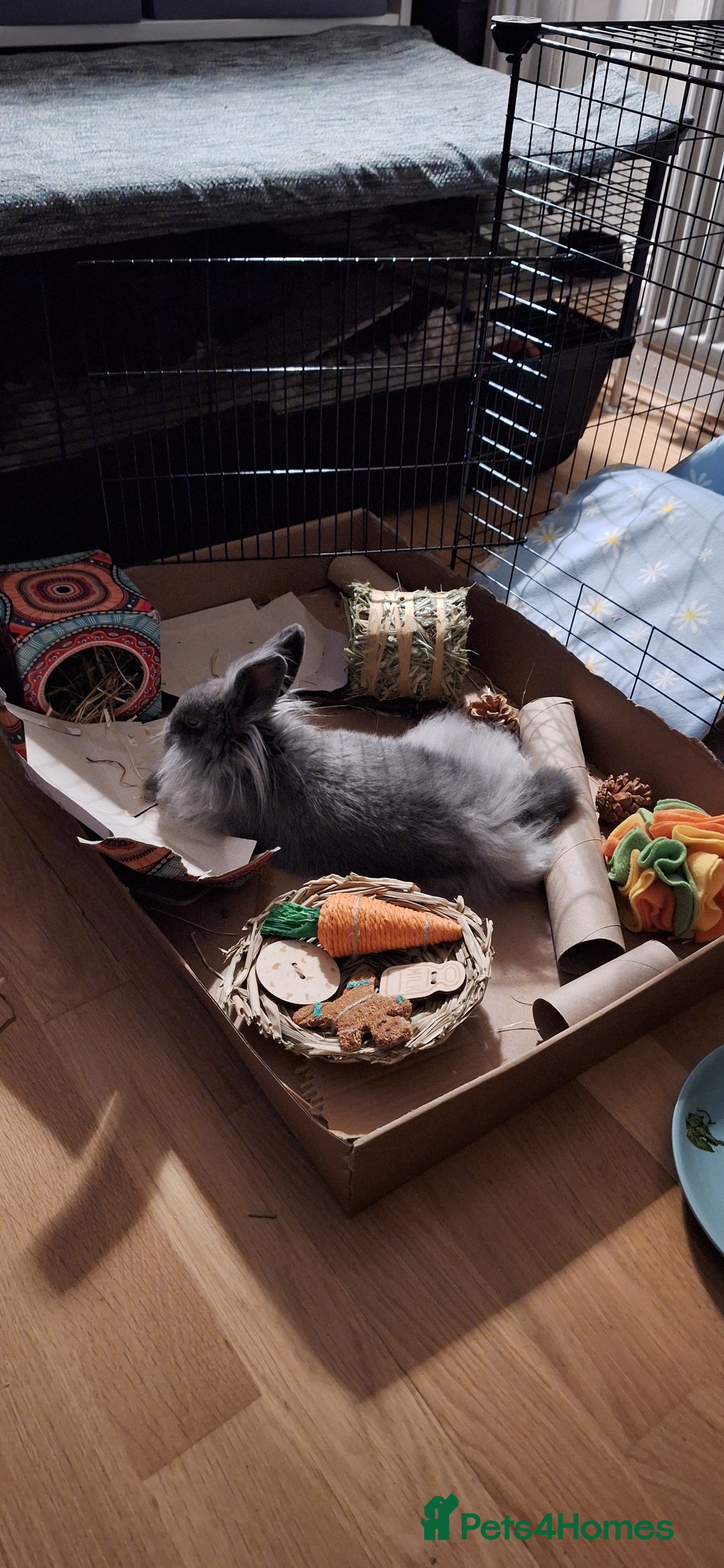 Mixed Breed rabbits for sale: Netherland dwarf and swiss fox mix breed bunny - Advert 4