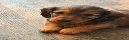 Dachshund dogs for sale: Male Standard longhair dachshund - Advert 15