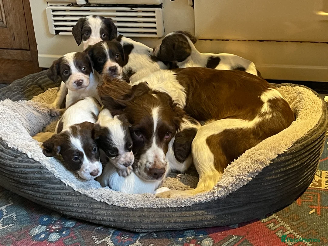 English Springer Spaniel dogs for stud: Duke of Summerisland ( Rytex stock ) - Advert 4