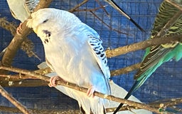 Budgerigars birds for sale: Reserved 2 pairs of budgies (please read full) - Image 13