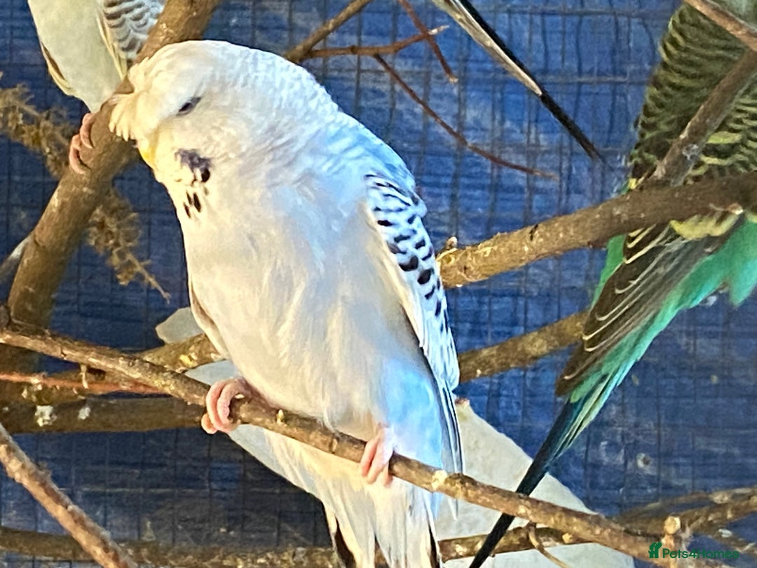 Budgerigars birds for sale: Reserved 2 pairs of budgies (please read full) - Image 13