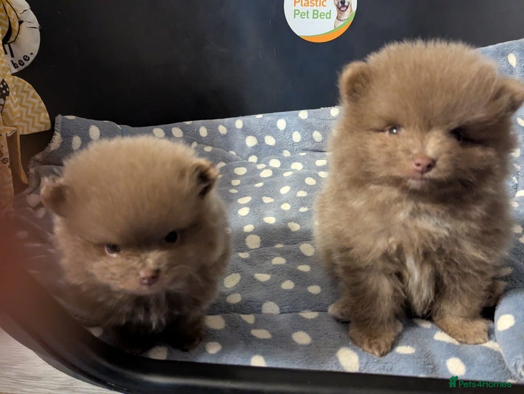 Pomeranian dogs for stud: PROVEN STUD KC RUSSIAN CHAMPION LINES POMERANIAN  in Tiverton - Image 12