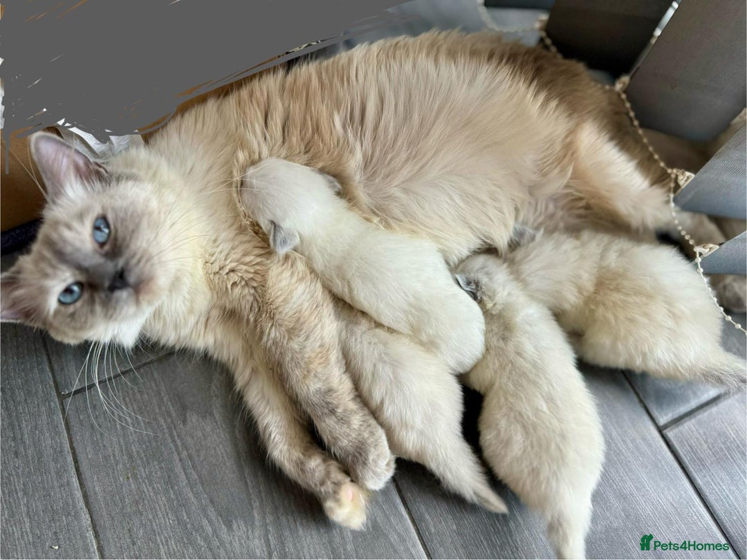 Ragdoll cats for sale: Beautiful Ragdoll kittens  - Image 14