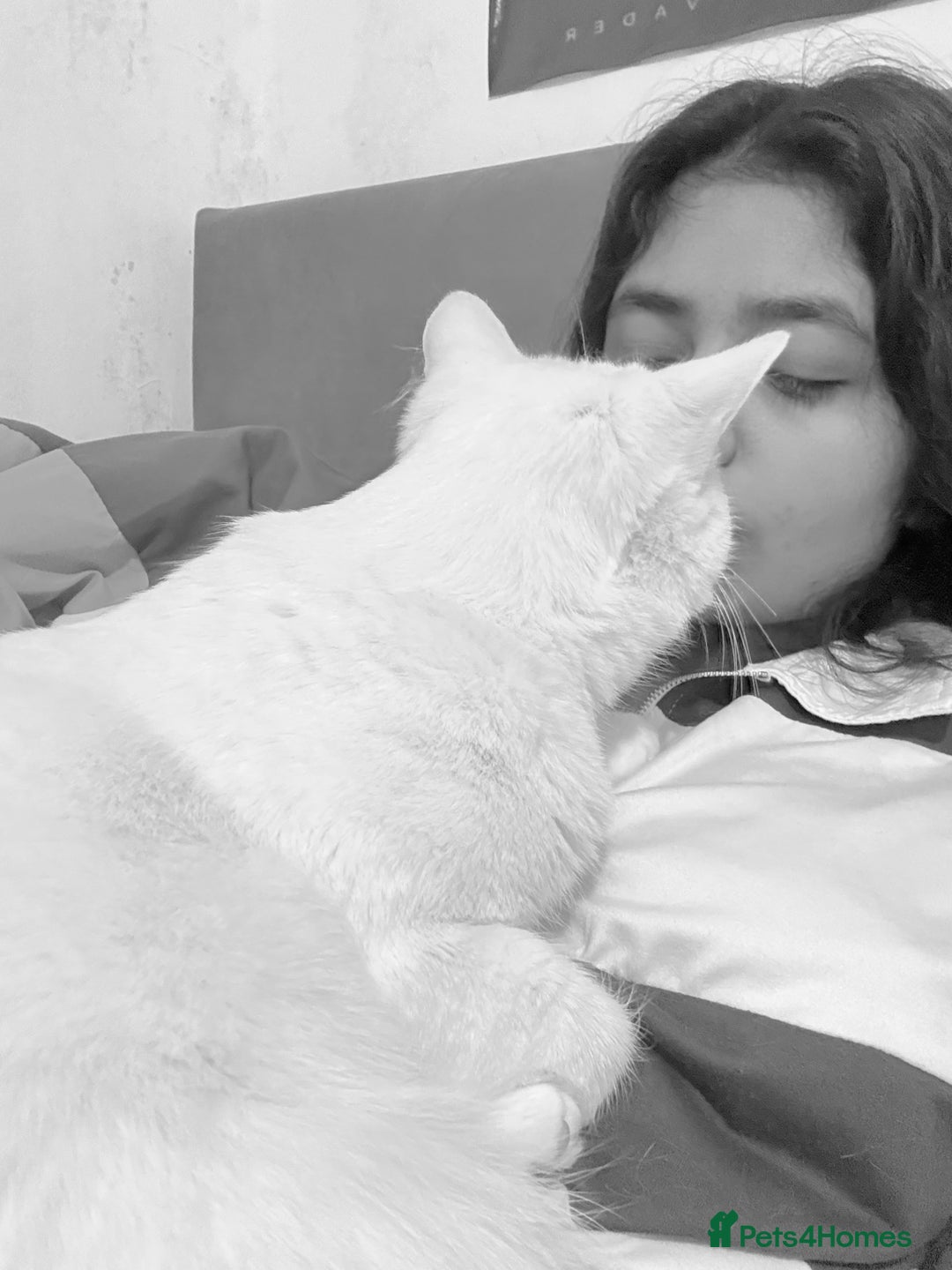 Turkish Angora cats for sale: Meet Niko  White Turkish Angora Very Affectionate  - Image 11
