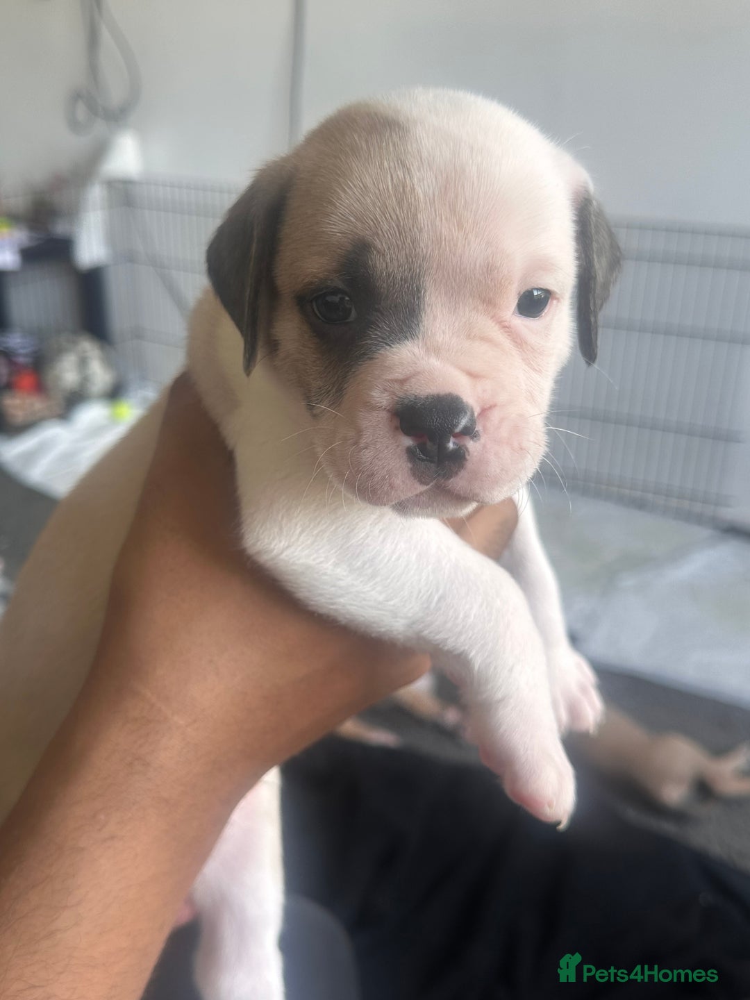 Mixed Breed dogs for sale: Pups for sale - Image 19