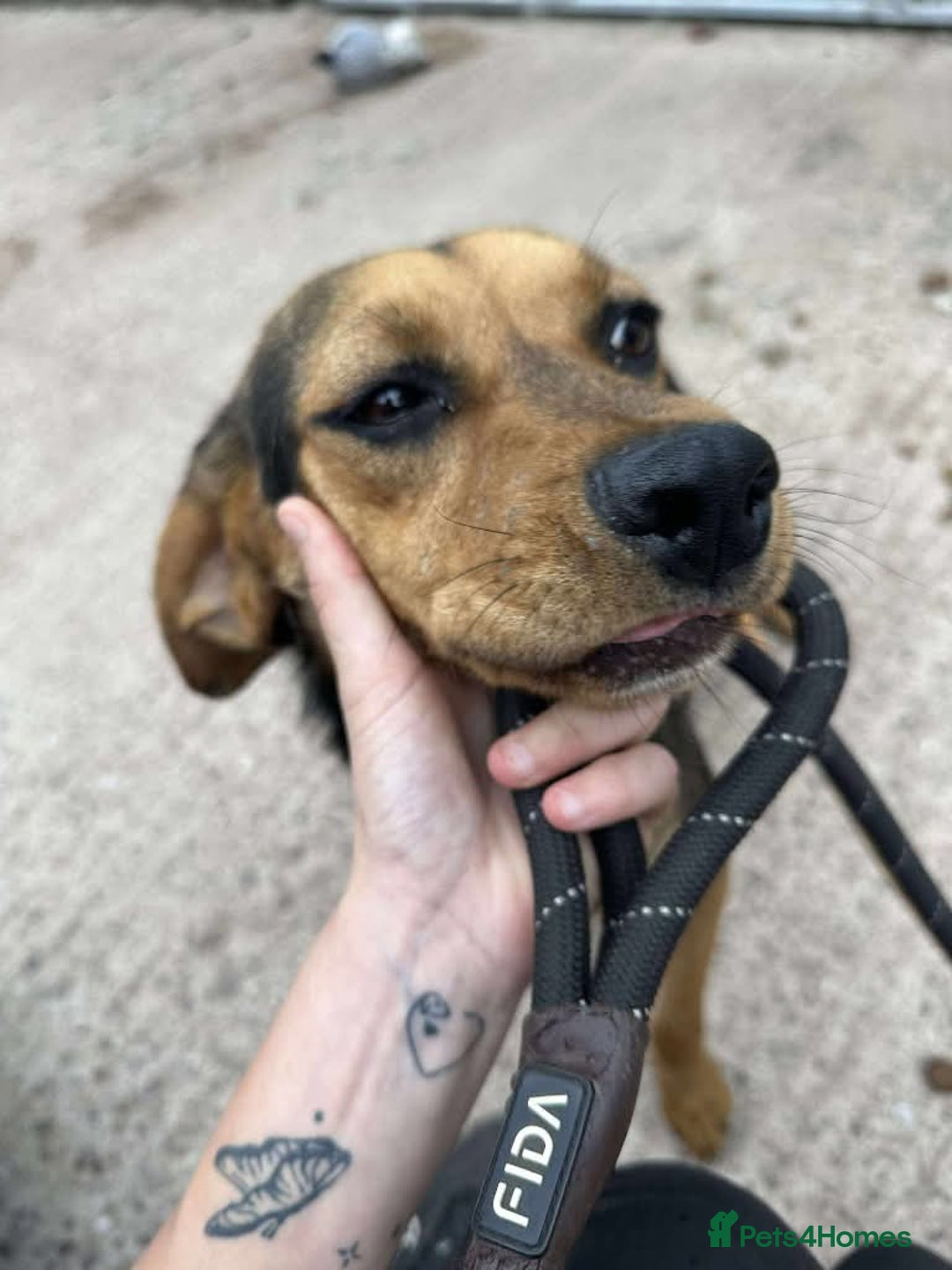 Mixed Breed dogs for adoption: Meet Coral, currently residing in Cheshire  - Image 7