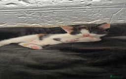 Mixed Breed cats for sale: 2 girl calico kittens  - Image 3
