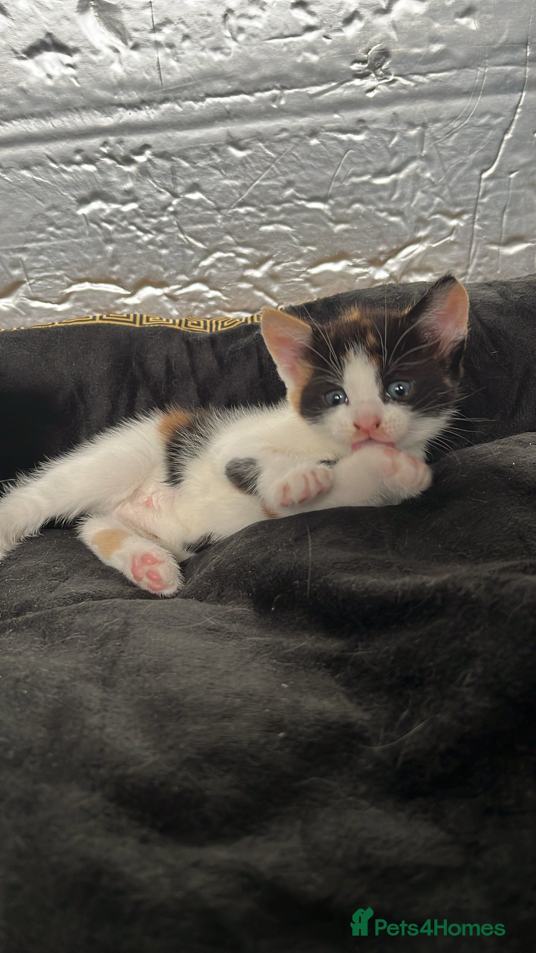Mixed Breed cats for sale: 2 girl calico kittens  - Image 3