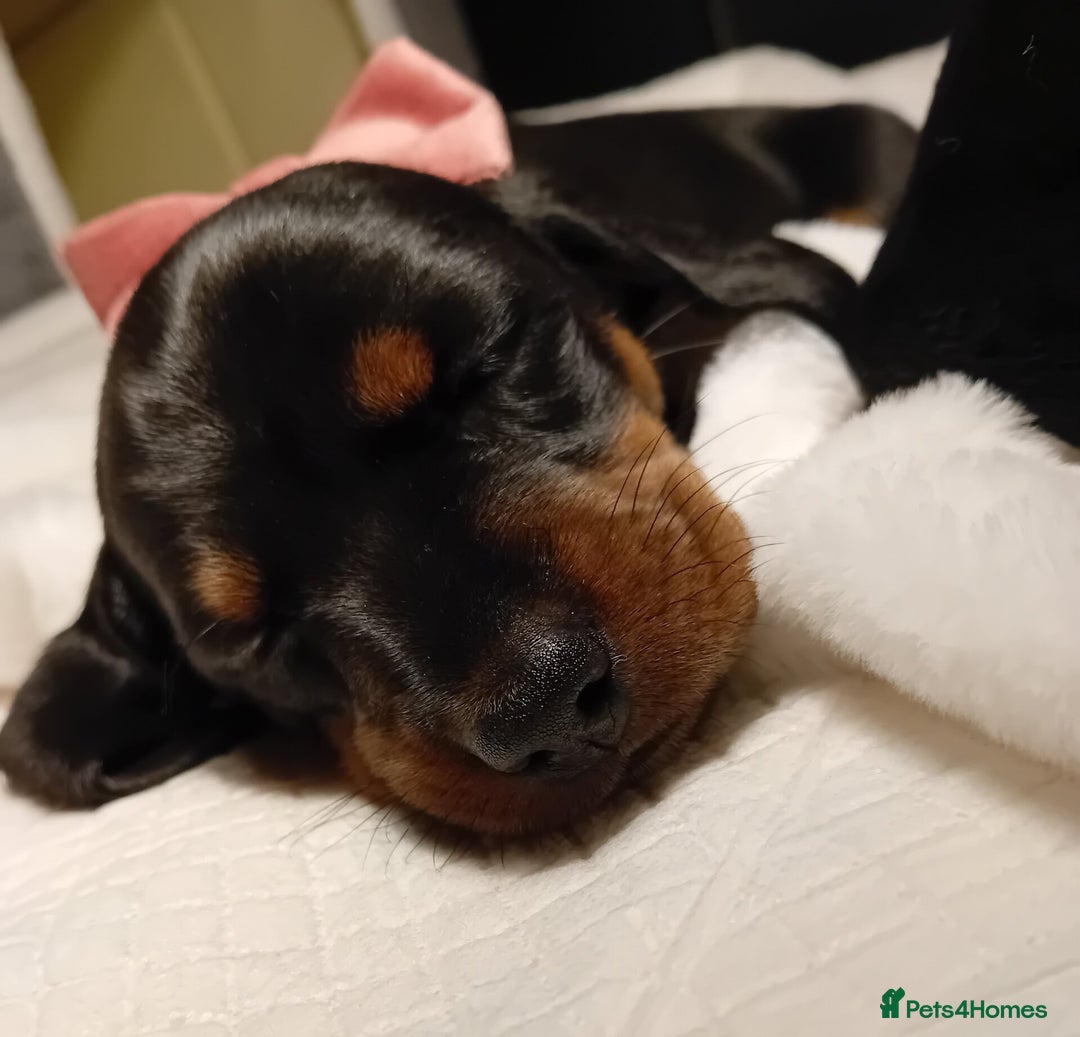 Miniature Dachshund dogs for sale: Miniature short haired daschunds  - Image 14
