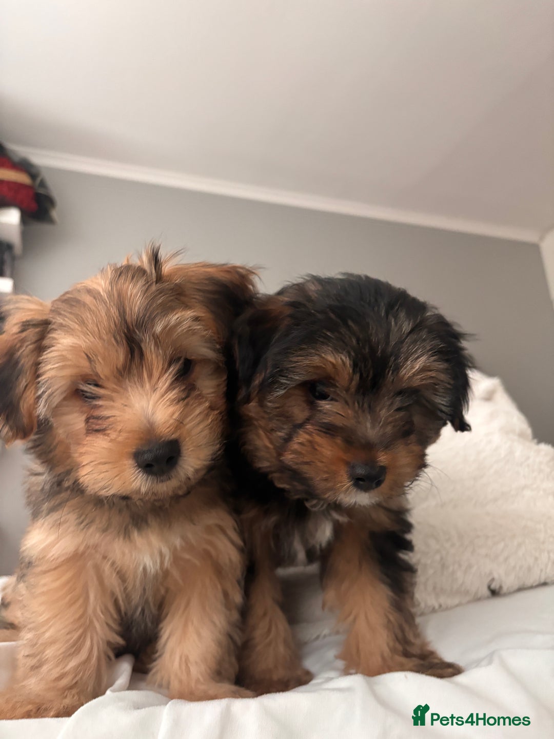 Yorkshire Terrier dogs for sale: Yorkshire Terrier 2 boys left  - Advert 8