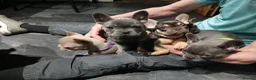 French Bulldog dogs for sale: French bulldogs puppies  - Advert 8