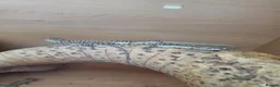 Bearded Dragon reptiles for sale: Baby bearded dragon  - Advert 8