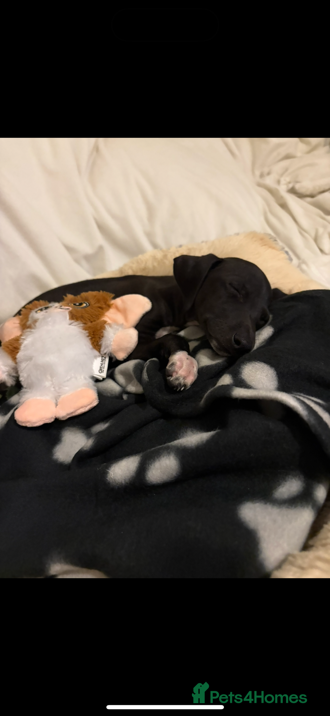 Italian Greyhound dogs for sale: Beautiful tiny Italian greyhound 11 weeks.  - Image 5