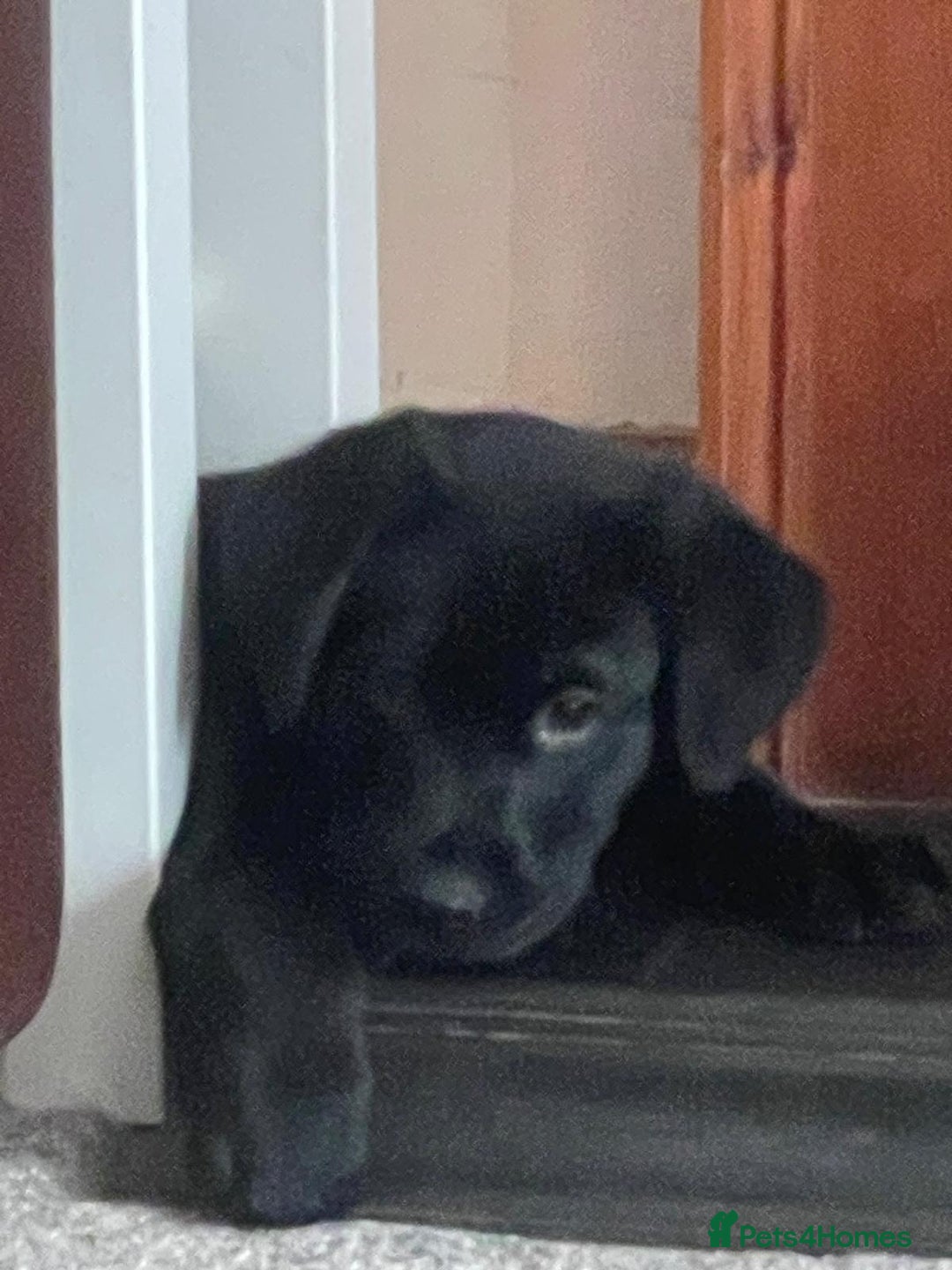 Mixed Breed dogs for sale: Shepadors  - Image 7