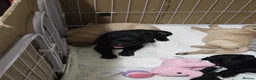 Labrador Retriever dogs for stud: Pedigree black lab for stud  in Inverness - Advert 10