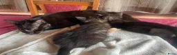 Mixed Breed cats for sale: Two beautiful female kittens in Torpoint - Advert 6