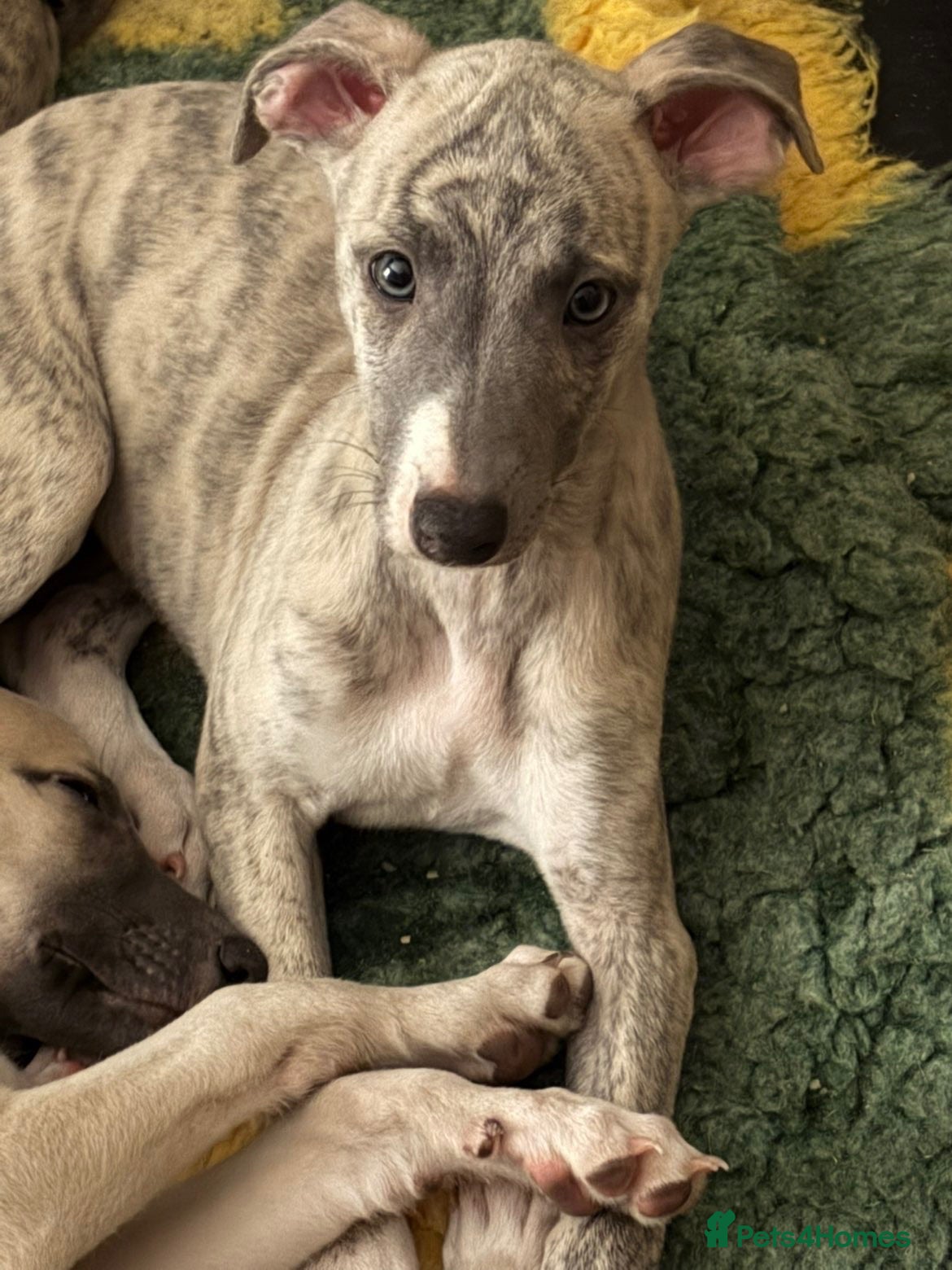 Whippet dogs KC registered whippet puppy’s 3 left! ♥️ - Advert 17