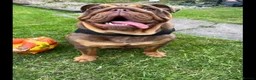 English Bulldog dogs for sale: Lilac & tan merle English bulldog  in Rowley Regis - Advert 12
