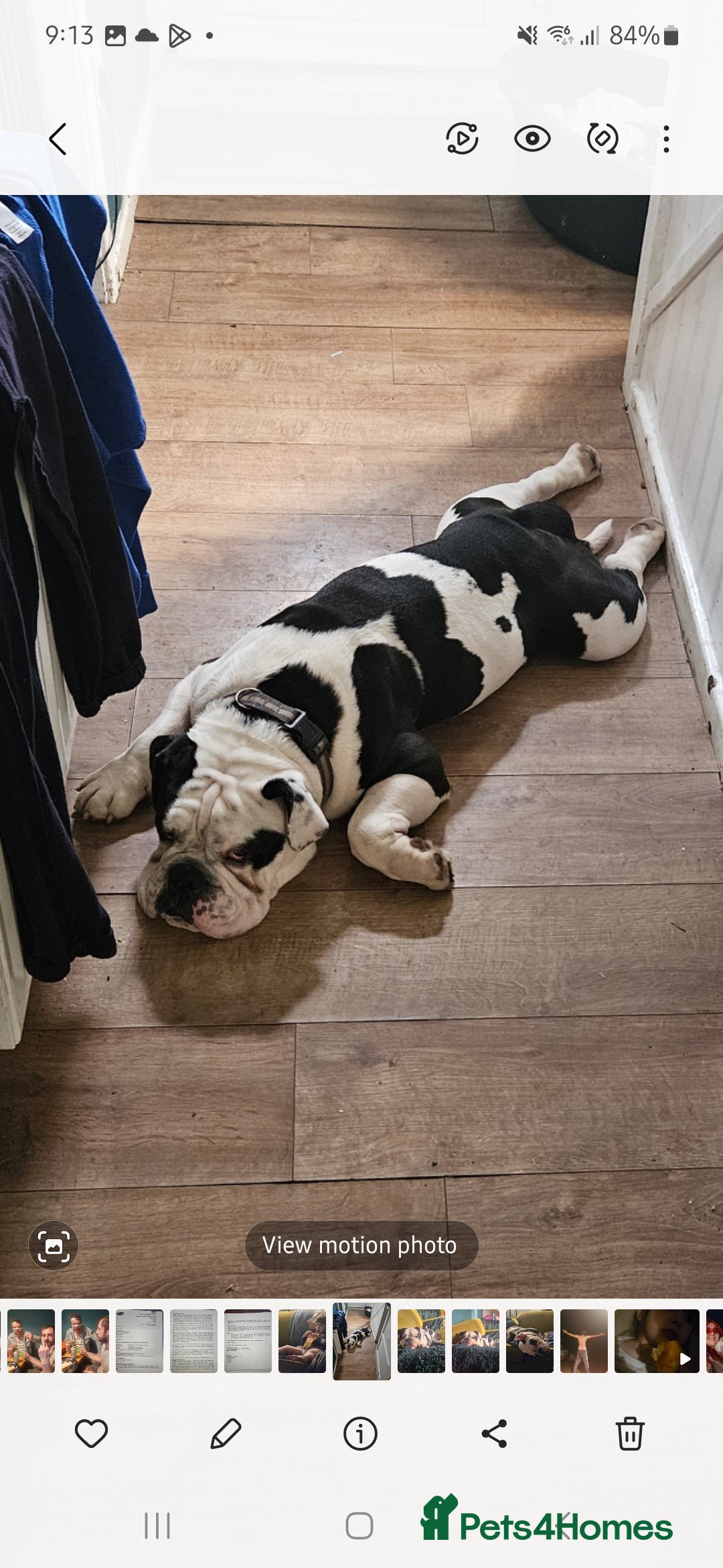 Mixed Breed dogs for sale: Olde tyme English bulldog  - Advert 4