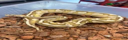 Python Snake reptiles for sale: Royal Pythons and other Pythons At Urban Exotics  - Advert 7