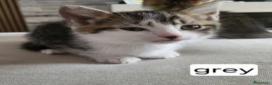 Mixed Breed Kitten 1