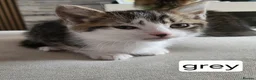 Mixed Breed cats for sale: We have 5 wonderful kittens  - Advert 5