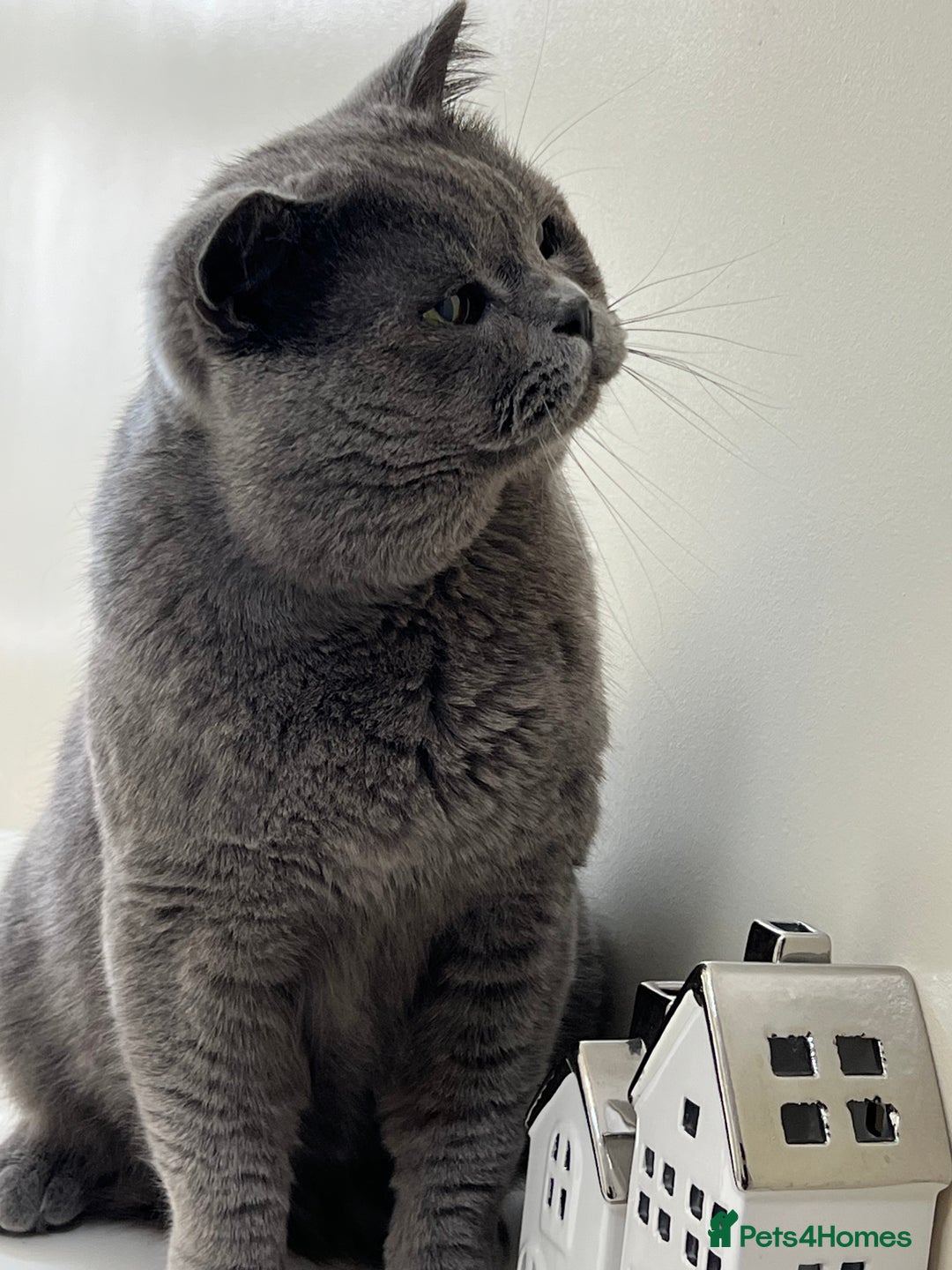 British Shorthair cats for stud: Meet Leo, Active Registered GCCF BHS Stud in Clitheroe - Advert 5