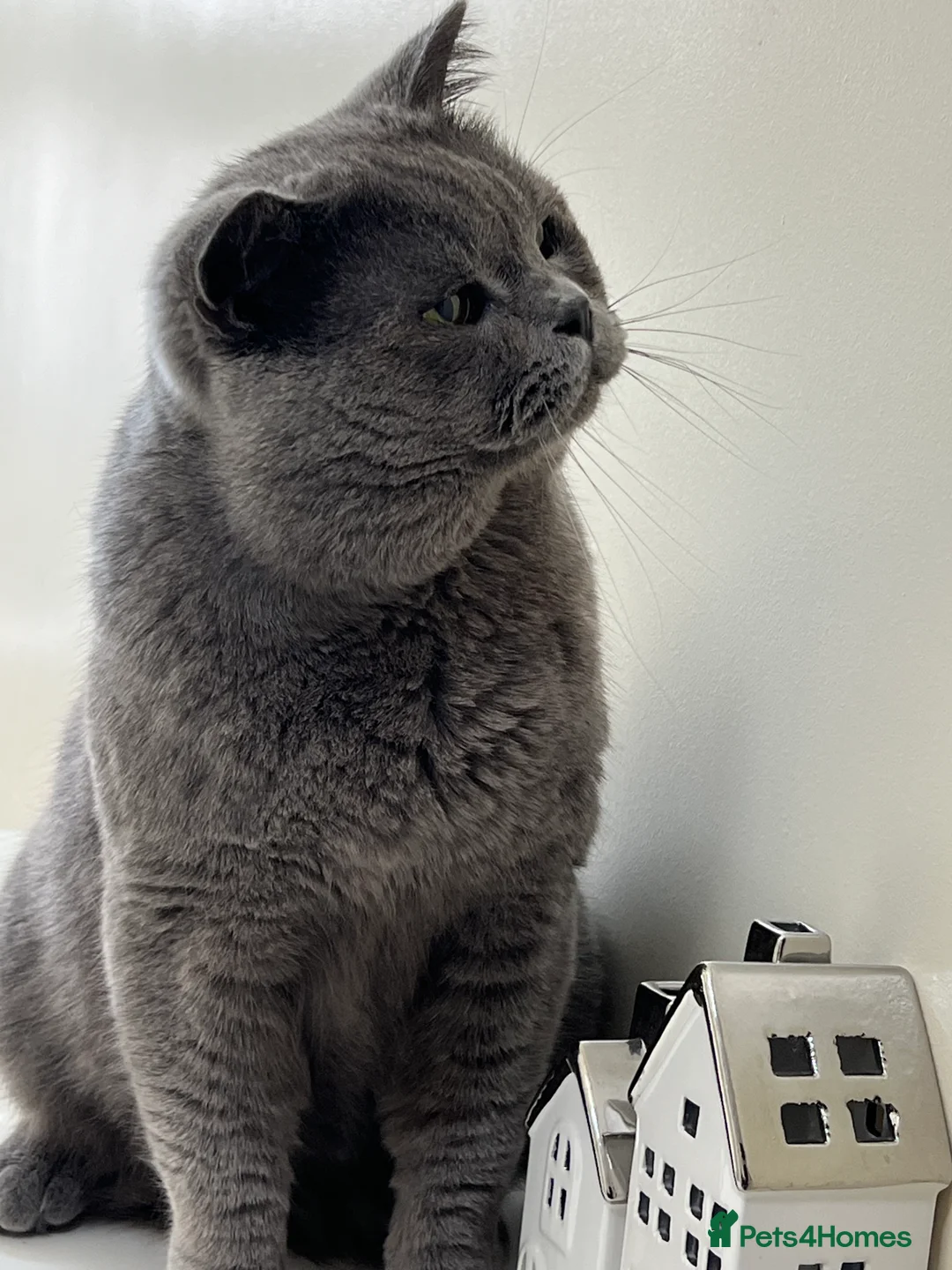 British Shorthair cats for stud: Meet Leo, Active Registered GCCF BHS Stud in Clitheroe - Advert 5