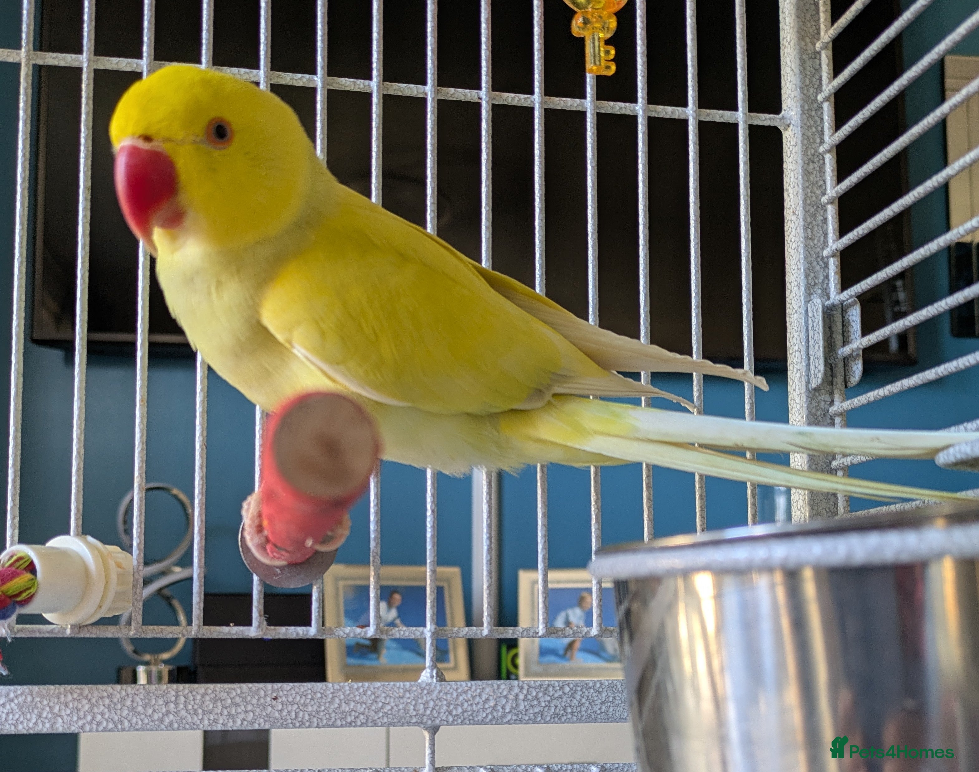 Ringnecks birds Female Lutino Indian Ringneck  - Advert 3