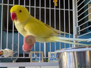 Ringnecks birds Female Lutino Indian Ringneck - Advert 3