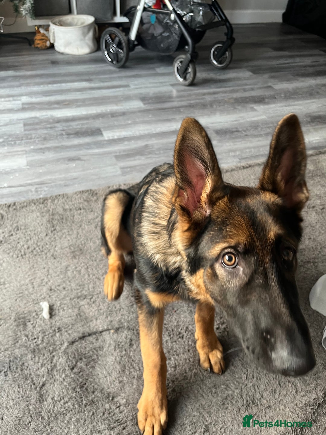 German Shepherd dogs for sale: Milo - 6 month old German shepherd  - Advert 1