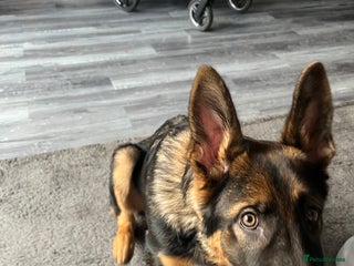 German Shepherd dogs Milo - 6 month old German shepherd - Advert 1