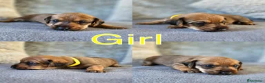 💛 Dorkie Girl