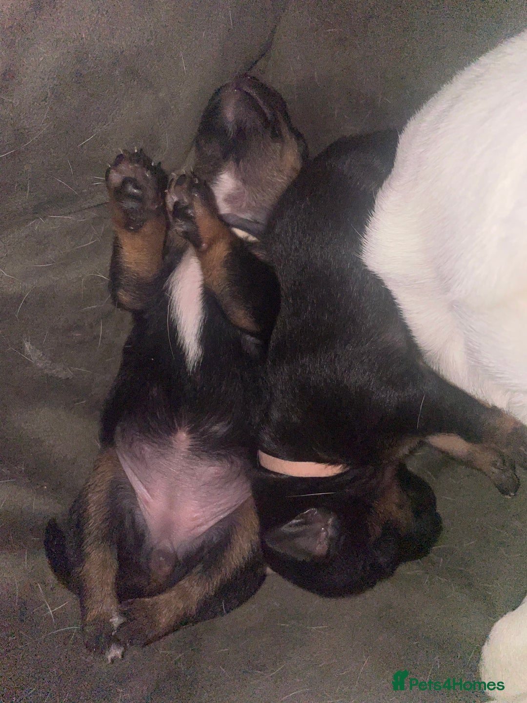 Jack Russell dogs for sale: Jack Russell Puppies - Advert 23