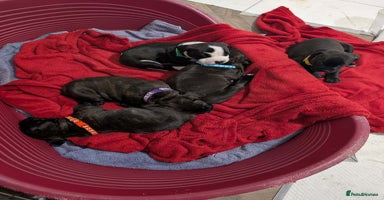 Staffordshire Bull Terrier dogs - Advert 11