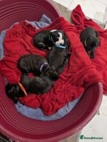 Staffordshire Bull Terrier dogs - Advert 7