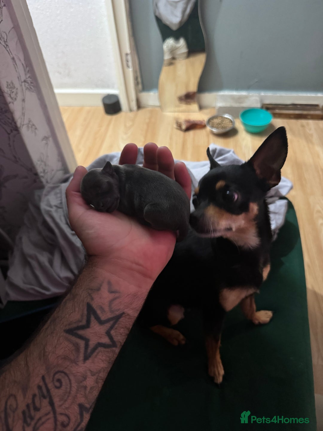 Chihuahua dogs for sale: 2 male 1 female tiny chihuahua  - Image 10