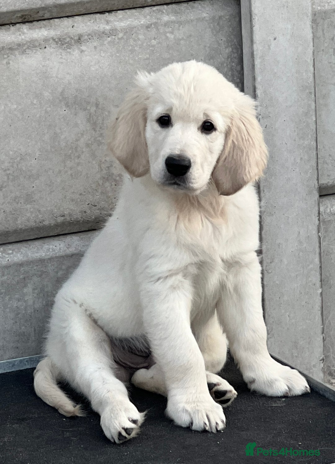 Golden Retriever dogs for sale: Stunning Puppies Ready Now (Updated pics) - Image 8