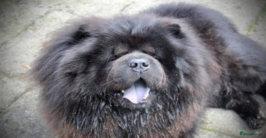 Chow Chow dogs - Advert 2