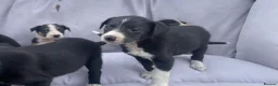 Mixed Breed dogs for sale: Working dogs - Advert 5