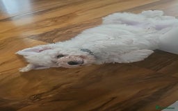 Cavachon dogs for sale: Cavachon puppy for sale - Image 2