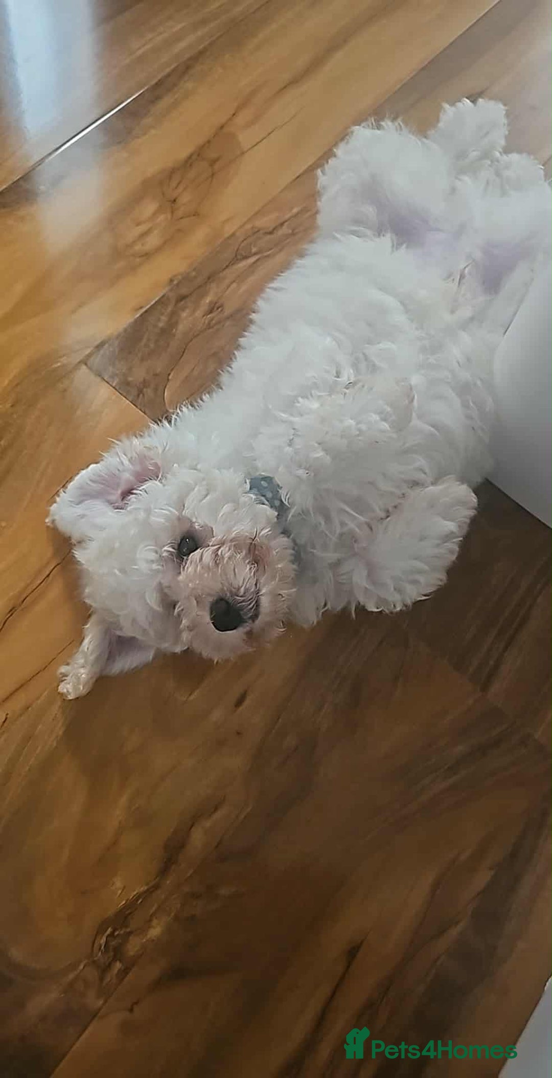 Cavachon dogs for sale: Cavachon puppy for sale - Image 2