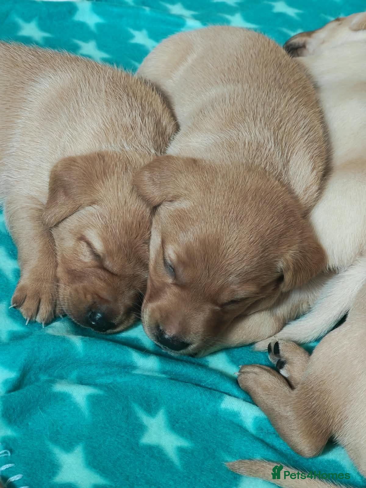 Labrador Retriever dogs 💕 Beautiful Boys & Girl Working Labrador Puppies - Advert 8