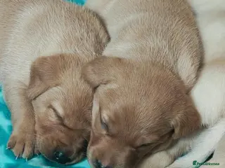 Labrador Retriever dogs 💕 Beautiful Boys & Girl Working Labrador Puppies - Advert 8